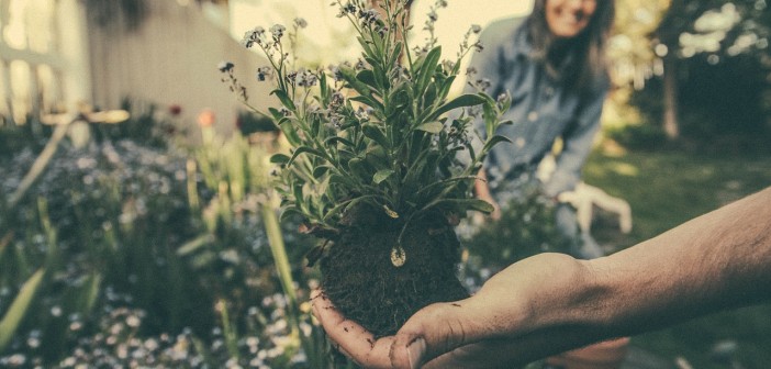 Stock photo of a gardener unearthing a flower with a smiling woman in the background