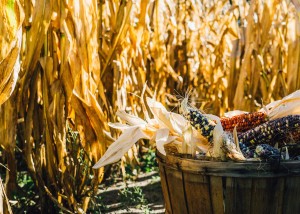 Stock photo of a barrel full of dried corn in a cornfield