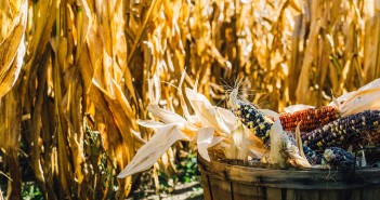 Stock photo of a barrel full of dried corn in a cornfield