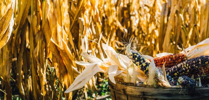 Stock photo of a barrel full of dried corn in a cornfield