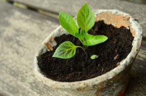 Stock photo of a small green plant potted in a weathered clay pot