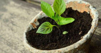 Stock photo of a small green plant potted in a weathered clay pot