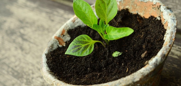 Stock photo of a small green plant potted in a weathered clay pot