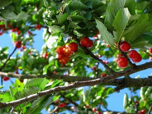 Stock photo of a cherry tree