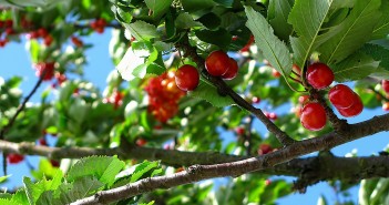 Stock photo of a cherry tree