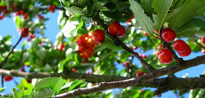 Stock photo of a cherry tree