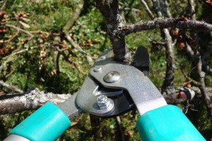 Stock photo of a set of pruning shears in use