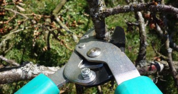 Stock photo of a set of pruning shears in use