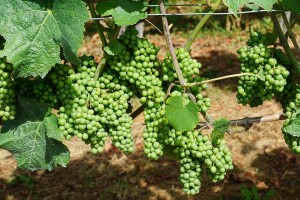 Stock photo of green grapes that are still on the vine