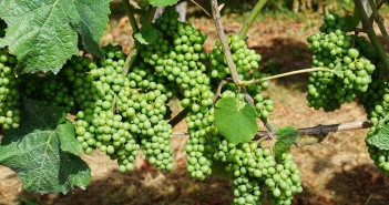Fruitfulness for Others Stock photo of green grapes that are still on the vine