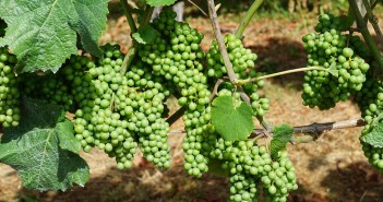 Stock photo of green grapes that are still on the vine