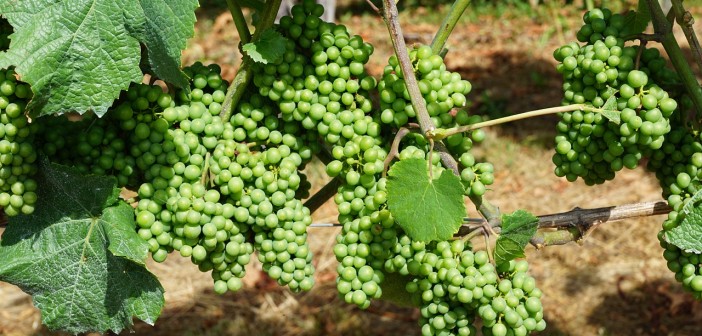 Stock photo of green grapes that are still on the vine