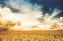 Stylized image of golden wheat fields