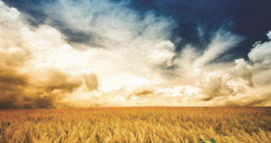 Stylized image of golden wheat fields