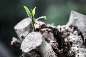 Photo of a green shoot growing out of a dead stump.