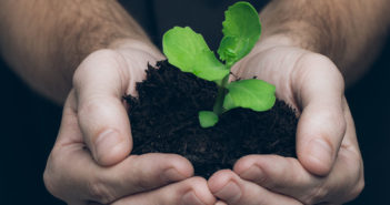 Hands holding a seedling