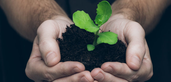 Hands holding a seedling