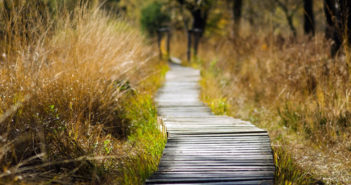 Photo of a winding path