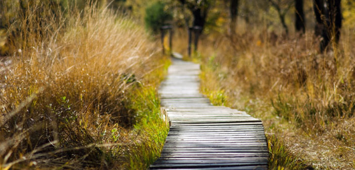 Photo of a winding path