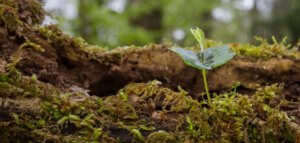 Seedling growing from a decaying log in the forest
