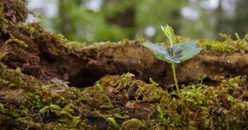 Seedling growing from a decaying log in the forest