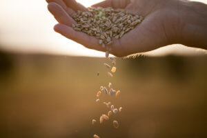 Photo of a hand sowing seeds.