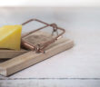 Piece of cheese in a mousetrap