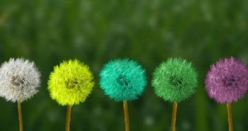 Dandelion puffs painted different colors