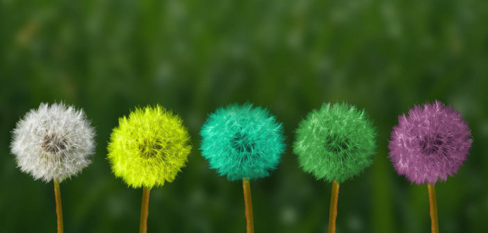 Dandelion puffs painted different colors