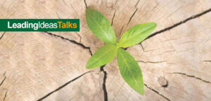 A seedling growing in a tree stump