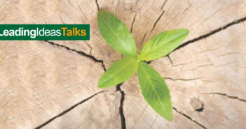 A seedling growing in a tree stump