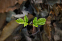5 Steps to a Fruitful Restart Seedling growing on the forest floor from old leaves and soil