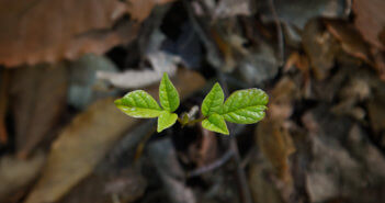 Seedling growing on the forest floor from old leaves and soil