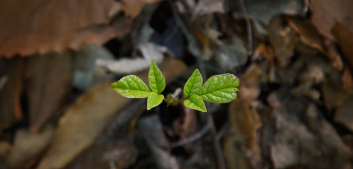 Seedling growing on the forest floor from old leaves and soil