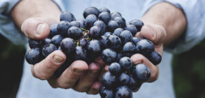 Person's hands offering a big bunch of grapes