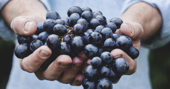 Person's hands offering a big bunch of grapes