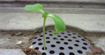 Seedling growing out from a dirty storm drain
