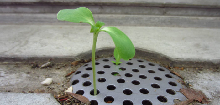 Seedling growing out from a dirty storm drain