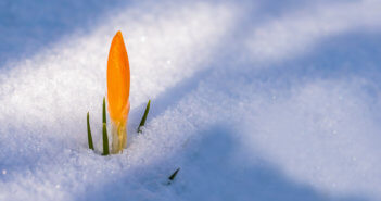 Ready-to-bloom flower pushing through the snow
