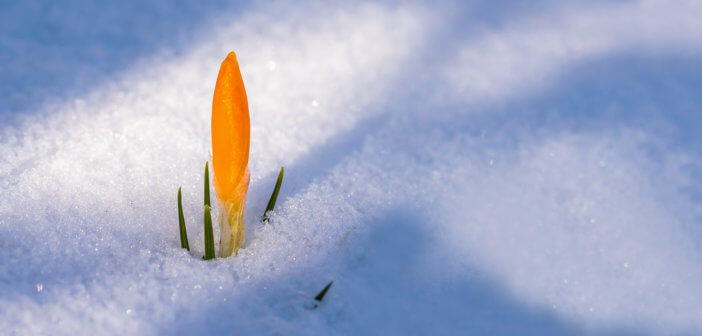Ready-to-bloom flower pushing through the snow