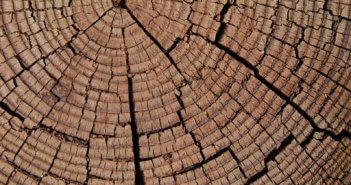 Cracked rings of a tree trunk