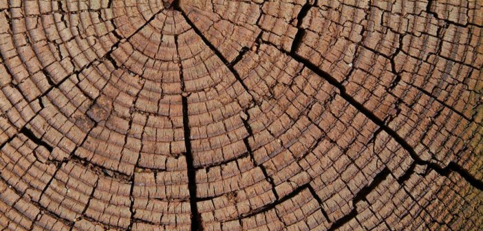 Cracked rings of a tree trunk