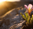 A crocus flower blooming among barren rocks