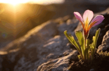 A crocus flower blooming among barren rocks