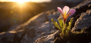 A crocus flower blooming among barren rocks