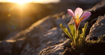 A crocus flower blooming among barren rocks