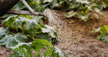 Watering can dousing plants in a garden