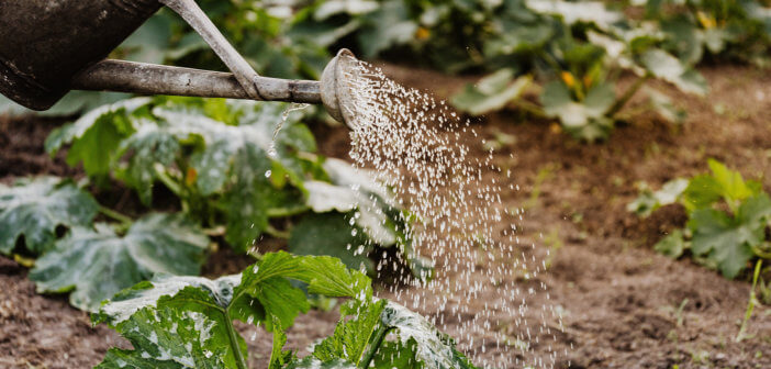 Watering can dousing plants in a garden