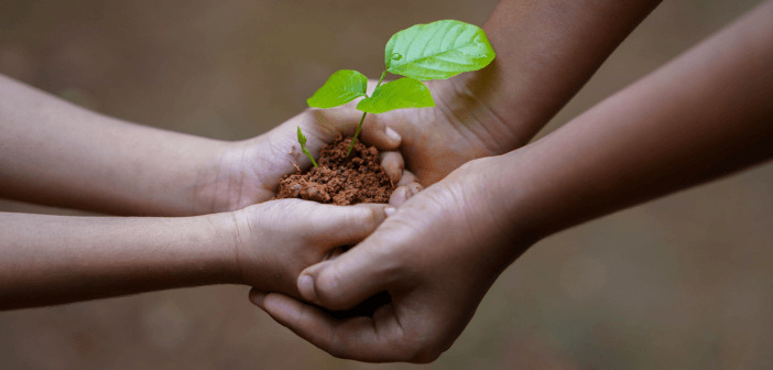 Seedling being passed from an adult's hands to a younger person's hands