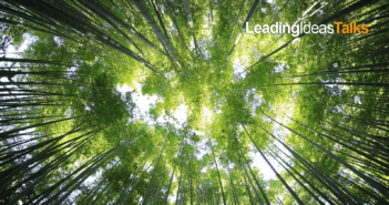 Looking skyward through the trees in a dense, green forest